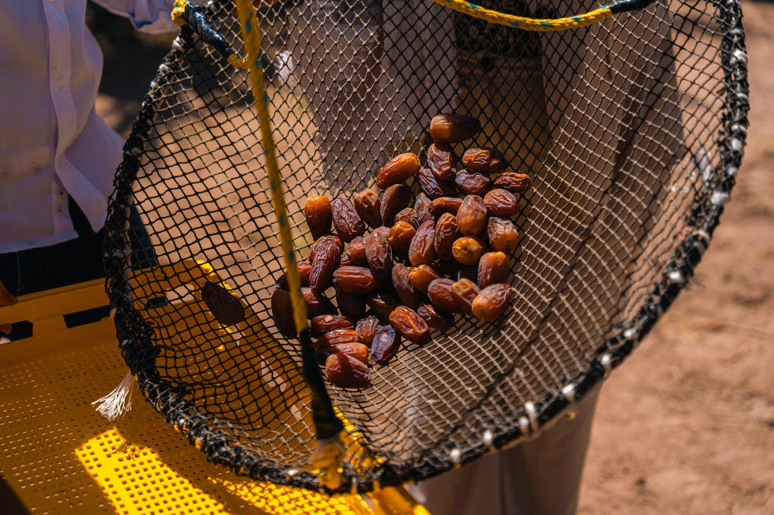 Inicia la Cosecha del Dátil Medjool en Mexicali: El Oro del Desierto está de vuelta