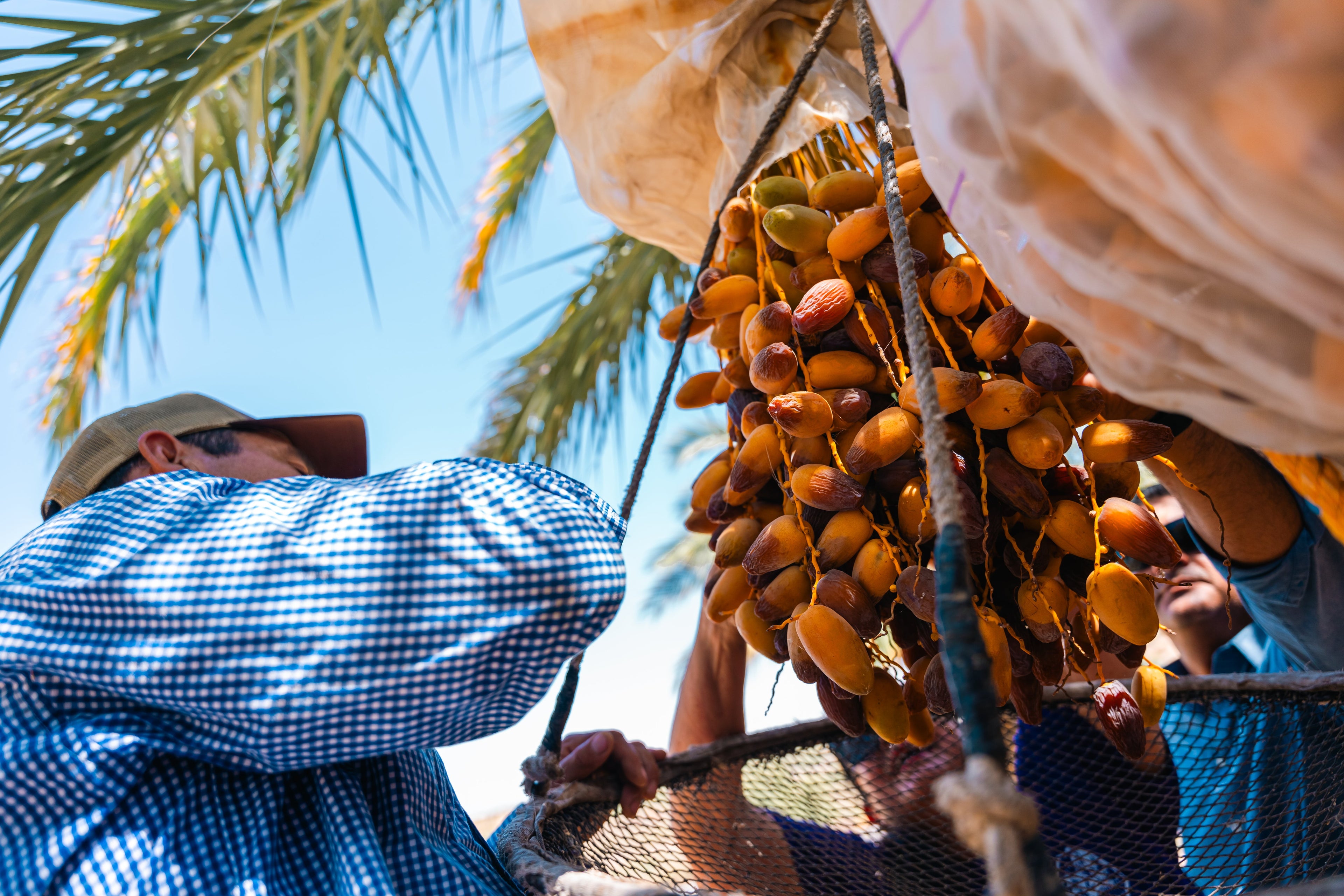 Palmeras RQ: Donde nace el sabor del dátil Medjool mexicano